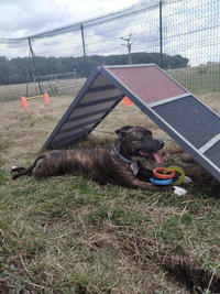 Sorties sur parcours des Chiens